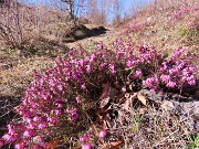 Alla Madonnina del Costone (1195 m) da Salmezza con tanti fiori-25mar24-FOTOGALLERY